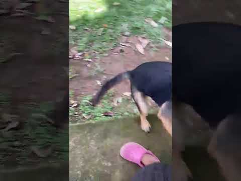 Vídeo de Marley 