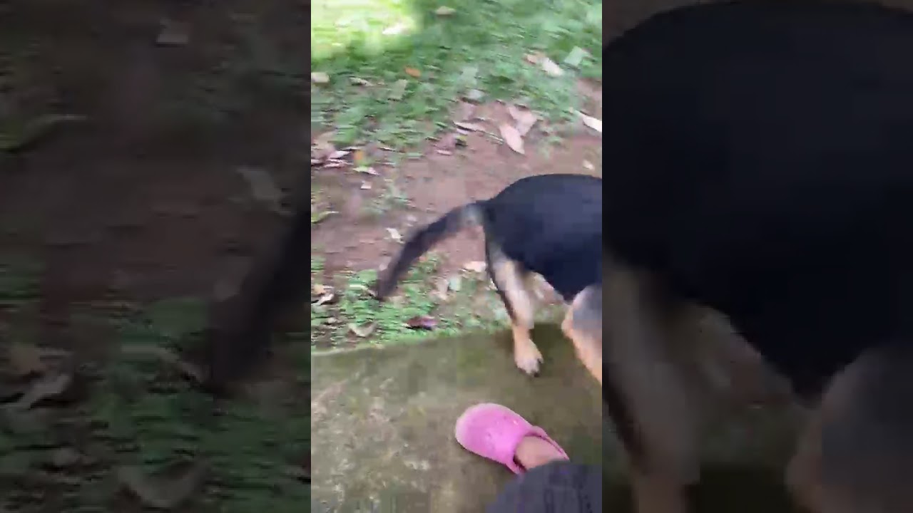 Cachorro raça SRD-ViraLata idade 4 anos nome Marley 