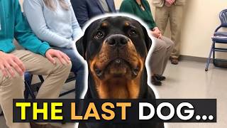 He Walked Past Everyone…Then This Dog Chose Him #DogsChooseTheirOwners #DogChoosesHuman #DogAdoption