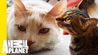 Mauhaus Cat Café Is A Cat Lover's Paradise! by Animal Planet