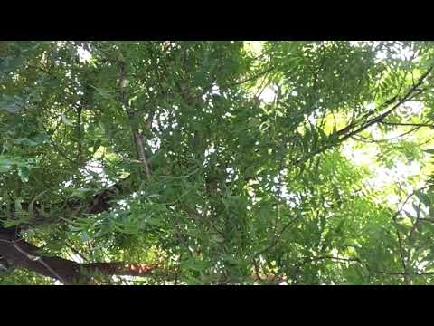 In the name of Allah, the most Gracious, the most merciful.  Sureh Fatiha.