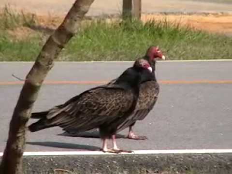 GEORGIA TURKEY VULTURES