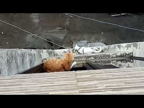 Bishoo- Bittoo and 🐓