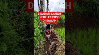 Download lagu Bidadari langit kebelet pipis di sawah #pesawahan #sawah #cantik #komedi #videolucu #viralvideo #fyp mp3 Download lagu Bidadari langit kebelet pipis di sawah #pesawahan #sawah #cantik #komedi #videolucu #viralvideo #fyp mp3