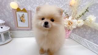 ポメラニアンの動画01