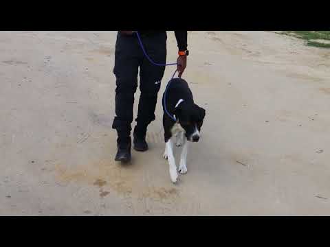 Vídeo de GAROTO