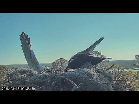 Incubation Switch And Copulation On Savannah Osprey Cam – Mar 13, 2018