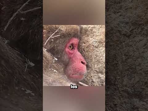 Un mono solitario es adoptado por el perro más cariñoso #rescue #friendship #shorts