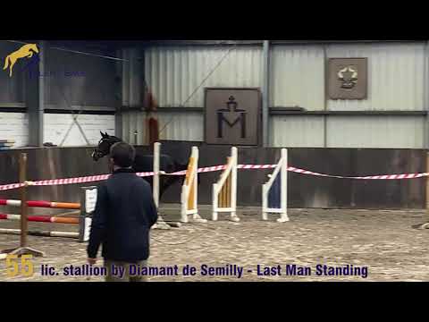 55 - lic. stallion by Diamant de Semilly - Last Man Standing