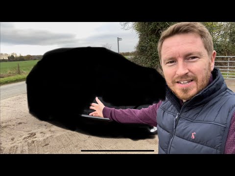 Will I regret buying this car as a daily driver?!! *New car reveal*