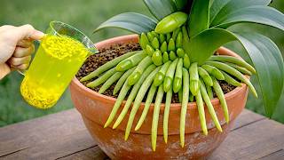 Download lagu Just Sprinkle This on Top! Orchids with No Flowers Suddenly Bloom mp3