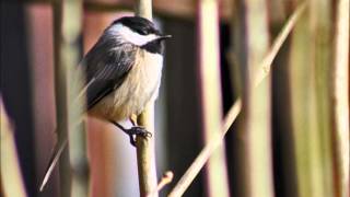 Gordon Lightfoot - "Did She Mention My Name"