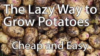 How to Grow Potatoes the Lazy Way (You