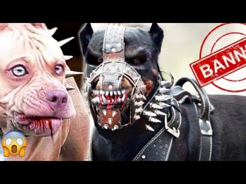 Estos Perros Están Prohibidos en todo el Mundo! No te metas con ellos