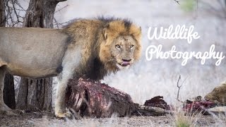 Wildlife Photography: The Day in the Life of a Wildlife Photographer