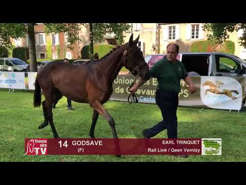 Sprinter Sacré Show 2018 : Lot 14 - GODSAVE