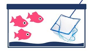 How to Net Aquarium Fish