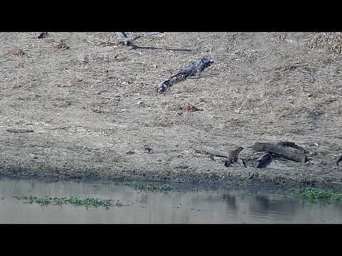 Djuma: Slender Mongoose drinks at the dam - 16:22 - 09/09/2022