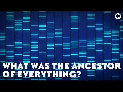 What Was the Ancestor of Everything? (feat. PBS Space Time and It’s Okay To Be Smart)