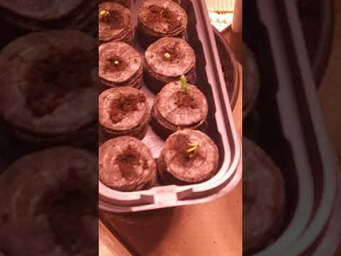 Subcool TGA Seeds. Popping up