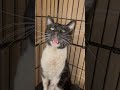This Kitty S Blood Stained The Pavement After His Jaw Was Crushed By 2 Tons Of Steel
