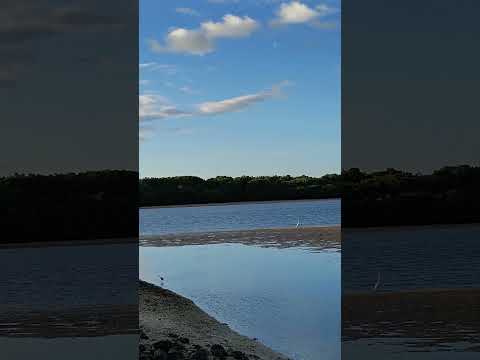 GARÇA-AZUL (primeiro plano); GARÇA-BRANCA (segundo plano) e uma Gaivota há de cruzar as marés...