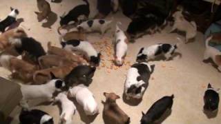 Chihuahua's Gone Wild!!!