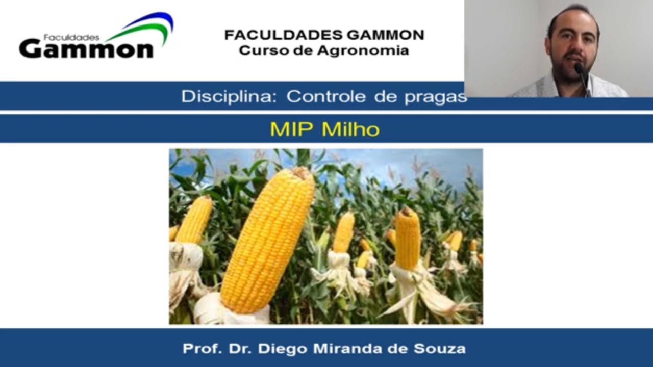 Manejo Integrado de Pragas no Milho _ MIP Milho