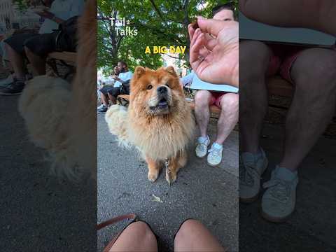 We met two beautiful Chows in the park! #chow #dog