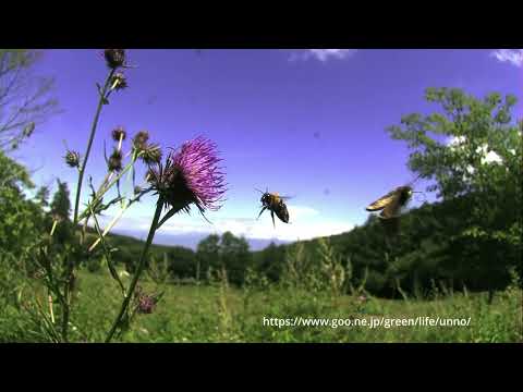 70倍スローな世界　イチモンジセセリ