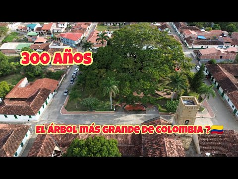 LA CEIBA mas grande de Colombia?El gigante de Palmar🇨🇴