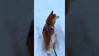 柴犬コテツの日常 大雪編 #6