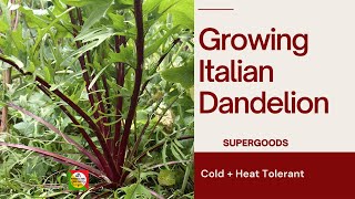 Growing Italian Dandelion | Superfood | Cold + Heat Tolerant