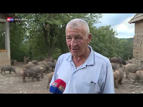 Uzgoj mangulica - Zvornik (BN TV 2020) HD