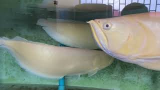 Download lagu Albino Silver Arowana 47 mp3 Download lagu Albino Silver Arowana 47 mp3