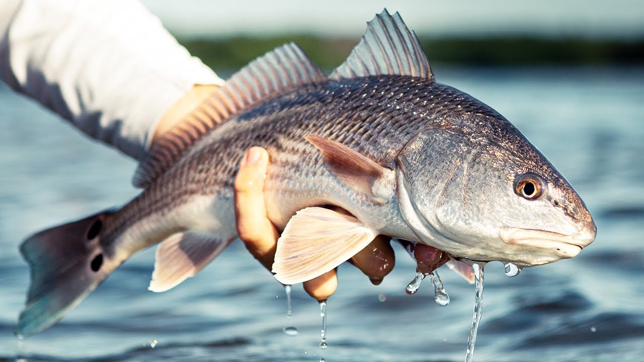 Redfish MISTAKE: Are You Fishing Too Deep for Redfish?