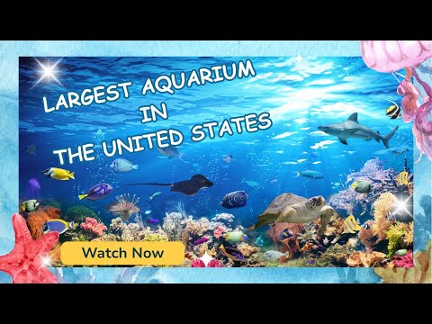 Inside America’s Largest Aquarium | Georgia Aquarium Night Tour 🐋🌙”