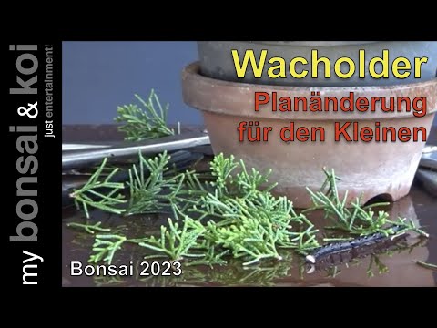 Bonsai 2023-53 - Juniper - Juniperus - Change of plan for the little one