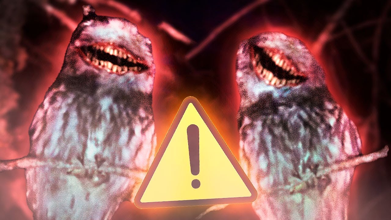 Cuidado com as Corujas que estão Sorrindo...