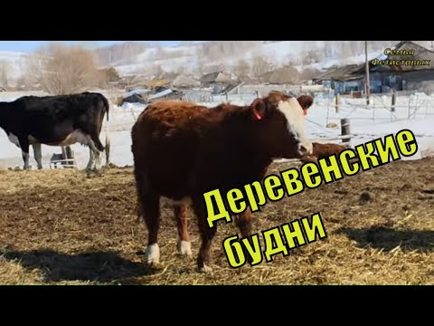 Без воды.. Пчелы. Первотёлка. Чудесные куклы/ Семья Фетистовых