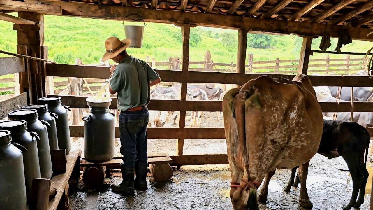ELE TIRA LEITE DESDE CRIANÇA E SEGUE TODAS TRADIÇÕES ANTIGAS