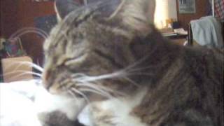 katzenzungen: cat routine