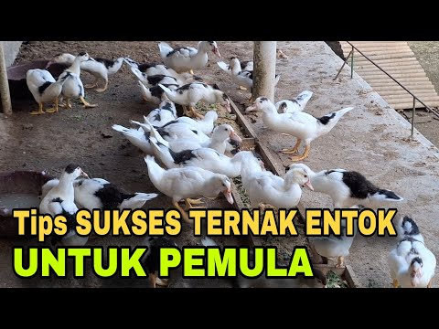 How to Successfully Raise Muscovy Ducks for Beginners