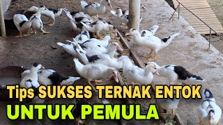 Download lagu How to Successfully Raise Muscovy Ducks for Beginners mp3 Download lagu How to Successfully Raise Muscovy Ducks for Beginners mp3