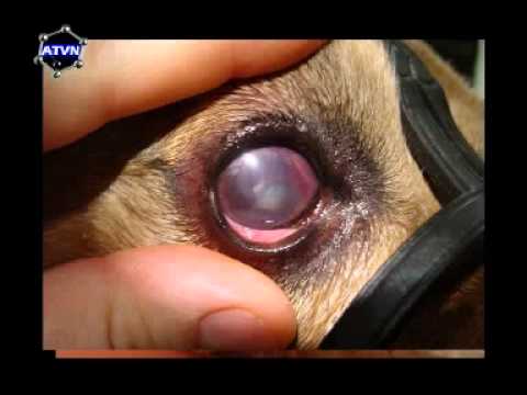 ZWIERZĘTA. Choroby genetyczne siatkówki u psów cz.1(3)