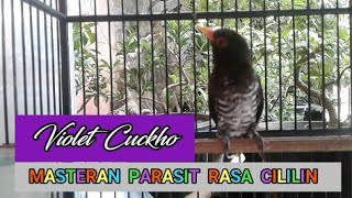 Download lagu Violet Cuckho Masteran Parasit Rasa Cililin paling di buru kicau mania mp3 Download lagu Violet Cuckho Masteran Parasit Rasa Cililin paling di buru kicau mania mp3