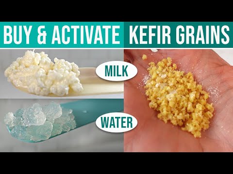 WHERE CAN I BUY KEFIR GRAINS?  How To Source, Types To Choose From & Grain Activation