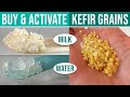 WHERE CAN I BUY KEFIR GRAINS How To Source Types To Choose From Grain Activation