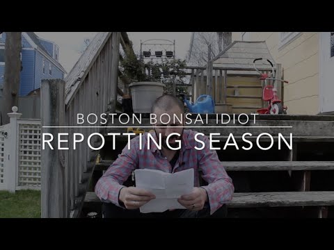 S1.E2__Repotting My Crap Bonsai: Boxelder, Norway Maples & Forsythia