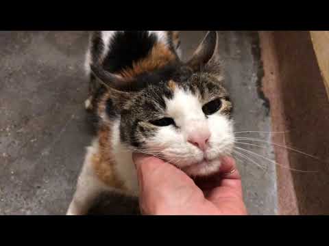 ADOPT A SENIOR KITTY! MARY JANE IS WISHING FOR A FOREVER H💜ME!